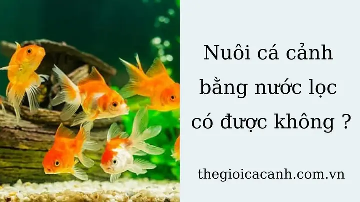 Nuôi Cá Bằng Nước Suối Đóng Chai