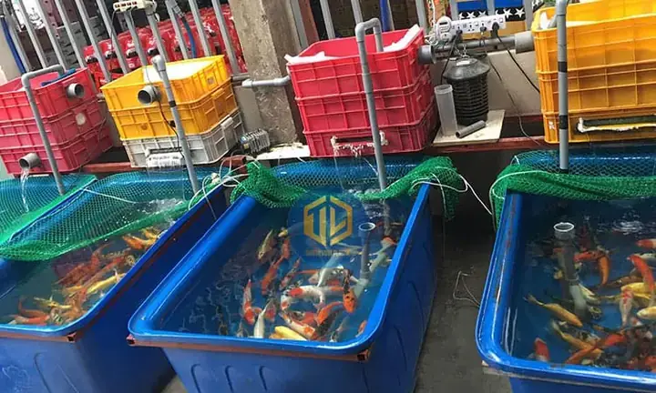 Nuôi Cá Bảy Màu Trong Thùng Nhựa