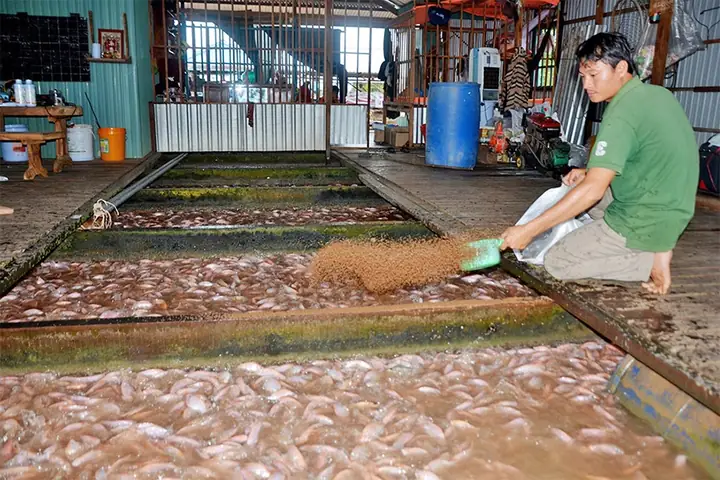 Nuôi Cá Bè Ở An Giang