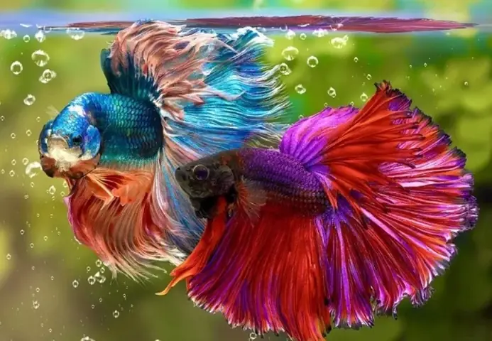 Nuôi Cá Bột Bảy Màu