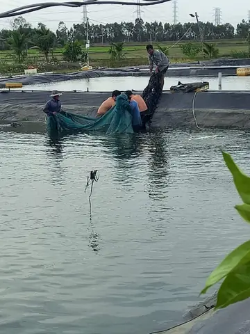 Nuôi Cá Chạch Lấu Ở Hậu Giang