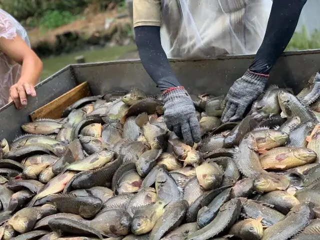 Nuôi Cá Chép Bể Xi Măng Nuôi Cá Chép Bể Xi Măng