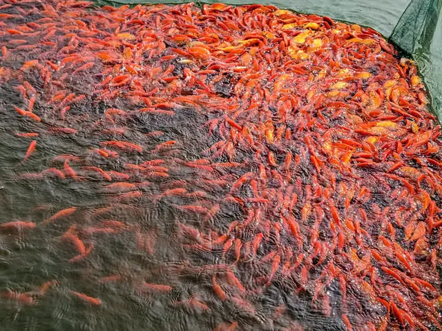 Nuôi Cá Chép Đỏ
