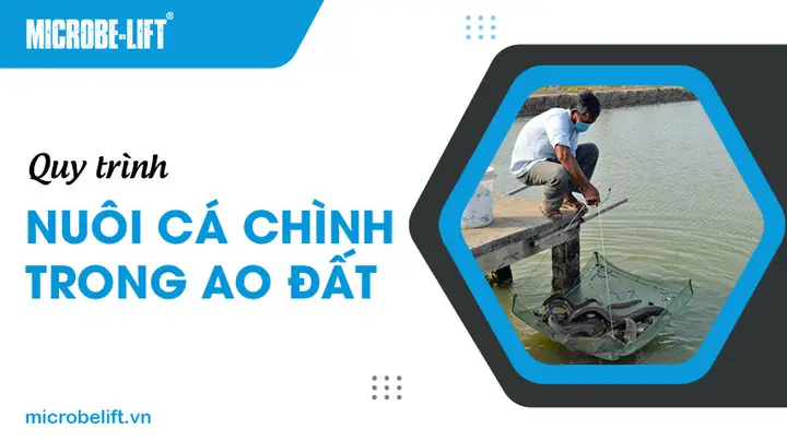 Nuôi Cá Chình Trong Ao