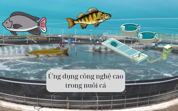 Nuôi Cá Công Nghệ Cao