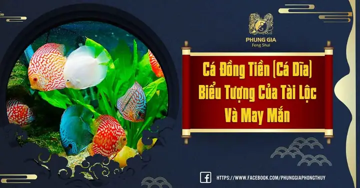 Nuôi Cá Đĩa Phong Thủy