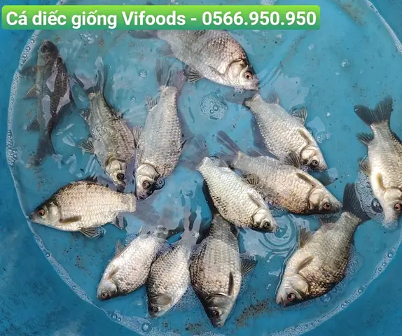 Nuôi Cá Diếc Đồng