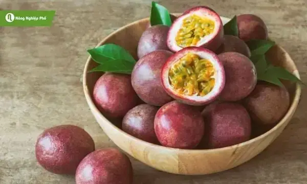 Nuôi Cá Diêu Hồng Trong Thùng Xốp
