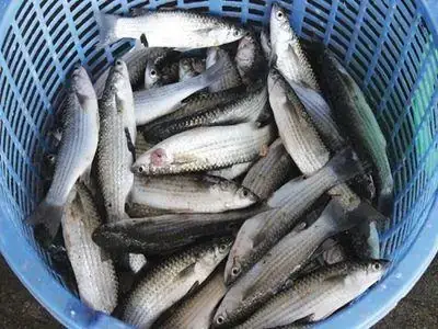 Nuôi Cá Đối Mục Nước Ngọt