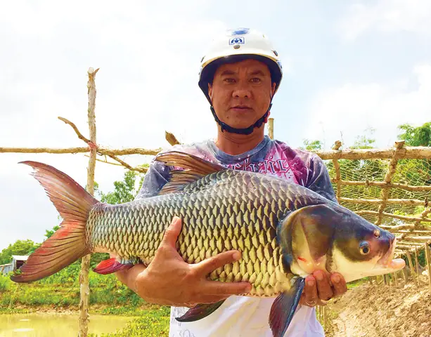 Nuôi Cá Hô Đất
