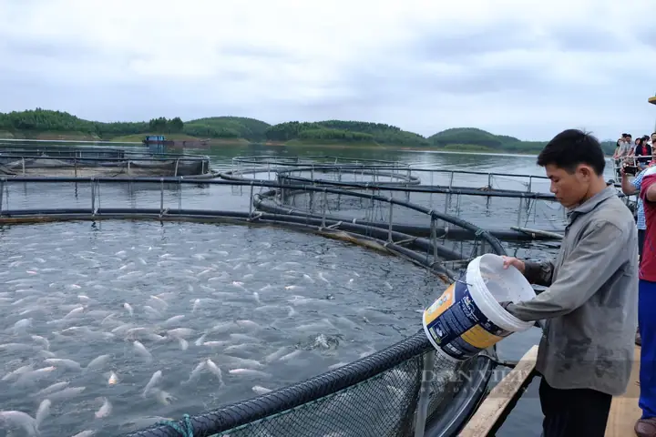 Nuôi Cá Hổ Mau Lớn