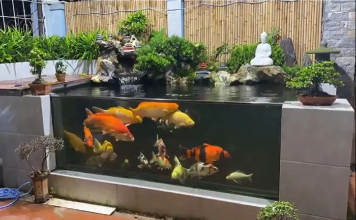 Nuôi Cá Koi Trong Hồ Thủy Sinh