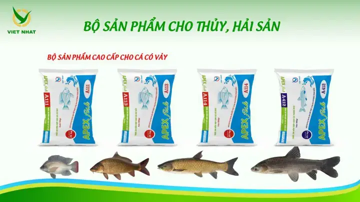 Nuôi Cá Lăng Ở Miền Bắc