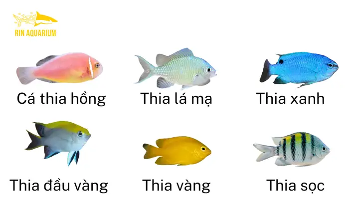 Nuôi Cá Lia Thia Cảnh