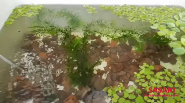 Nuôi Cá Lóc Tại Nhà