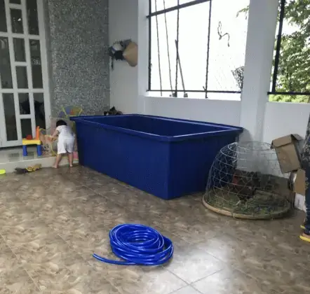 Nuôi Cá Lóc Trong Thùng Nhựa
