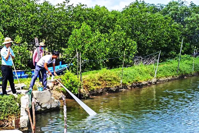 Nuôi Cá Mú Bằng Thức Ăn Công Nghiệp
