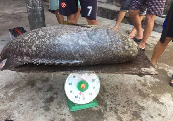 Nuôi Cá Mú Nghệ