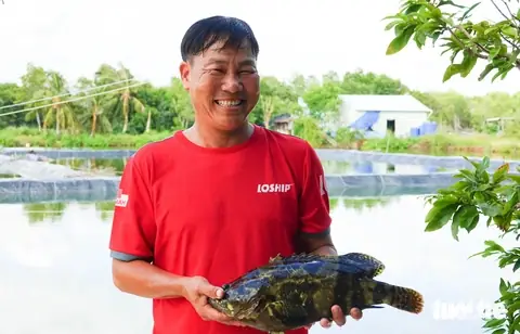 Nuôi Cá Mú Trong Ao Đất
