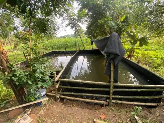 Nuôi Cá Rô Đầu Vuông Trong Bể Lót Bạt