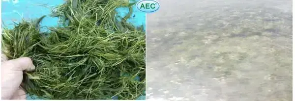 Nuôi Cá Rồng Trong Ao