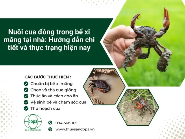Nuôi Cá Trắm Cỏ Trong Bể Xi Măng