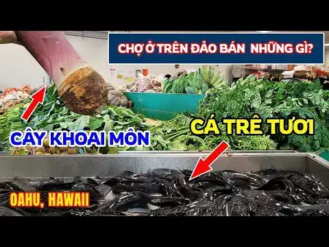 Nuôi Cá Trê Trong Chậu