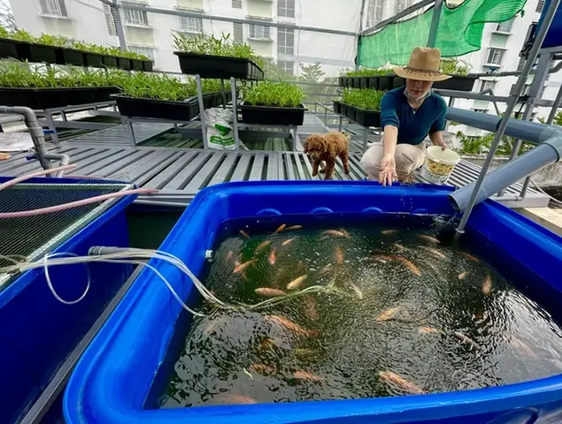 Nuôi Cá Trên Tầng Thượng