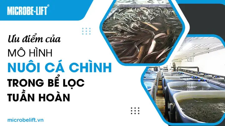 Nuôi Cá Trong Bể Lọc Tuần Hoàn