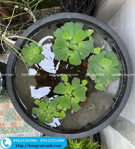 Nuôi Cá Trong Chậu Sen