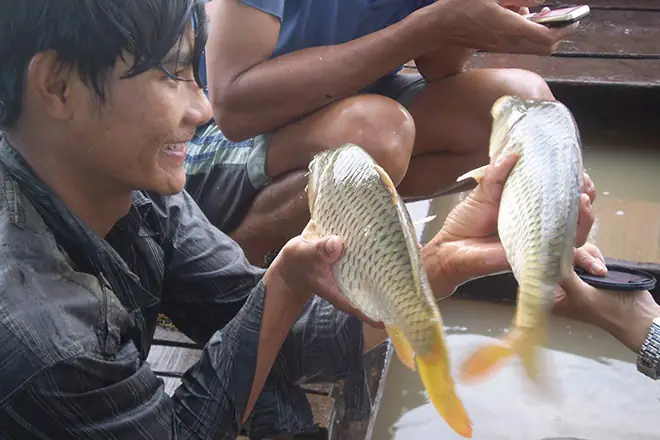Nuôi Cá Trong Mương Vườn