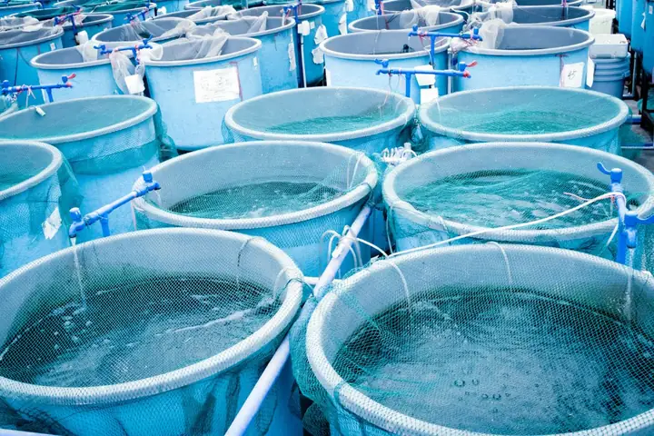 Nuôi Cá Trong Thùng Nhựa