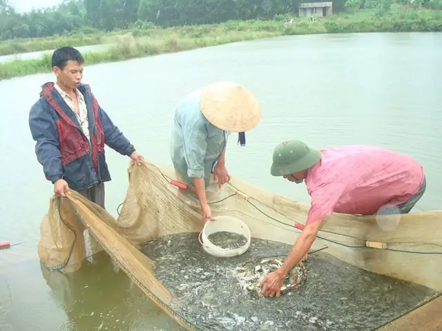 Nuôi Cá Truyền Thống