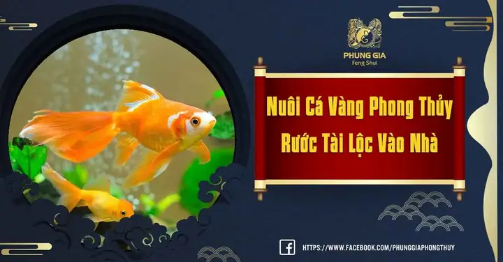 Nuôi Cá Vàng Phong Thủy