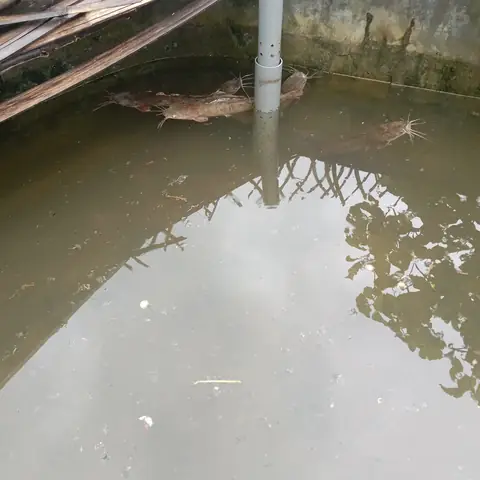 Nuôi Cá Vàng Trong Bể Xi Măng