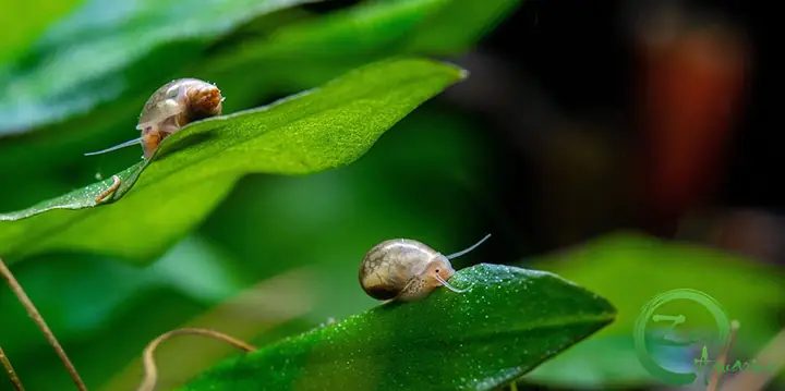 Nuôi Ốc Trong Bể Cá Cảnh