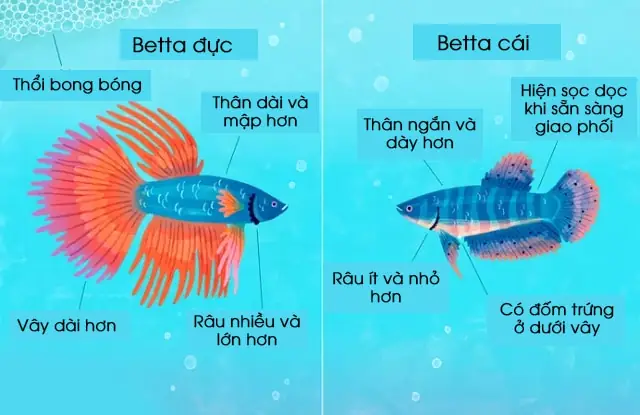 Phân Biệt Cá Chọi Đực Và Cái