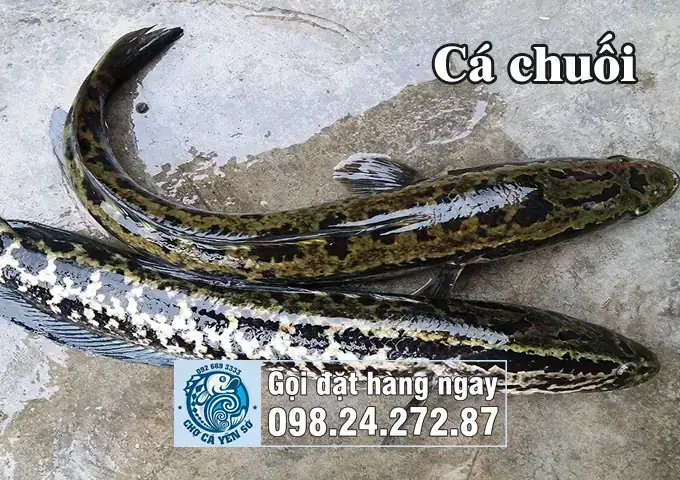 Phân Biệt Cá Sộp Và Cá Quả