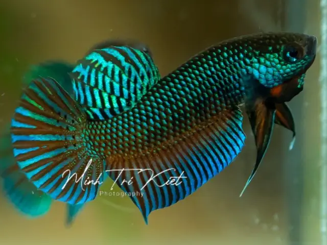 Rặt Một Loài Cá