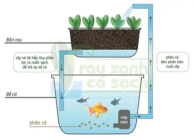 Rau Xanh Cá Sạch Aquaponics