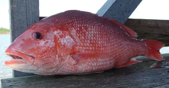 Red Fish Là Cá Gì
