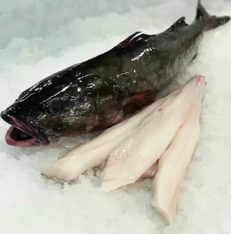 Sablefish Là Cá Gì
