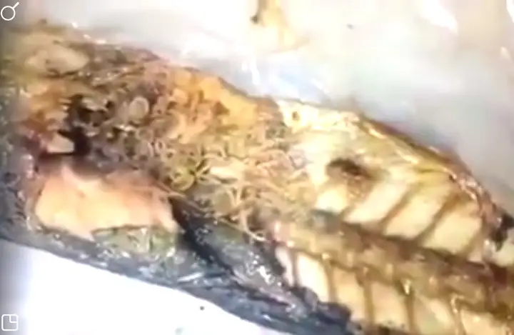 Sán Trong Ruột Cá