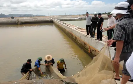 Sản Xuất Giống Cá Đối Mục
