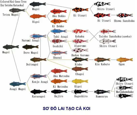 Sơ Đồ Lai Cá Bảy Màu