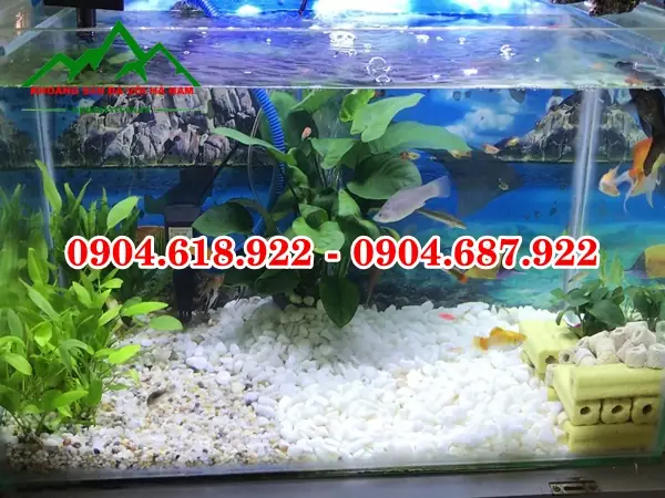 Sỏi Trắng Hồ Cá