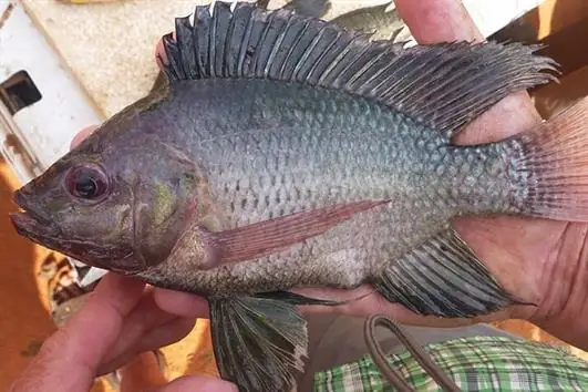 Sự Thật Về Cá Rô Phi