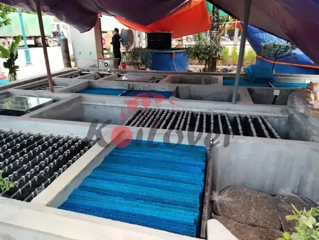 Tác Dụng Của Cá Koi