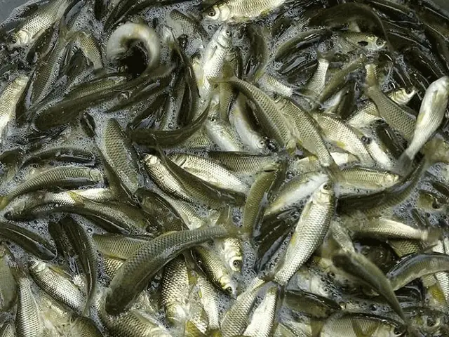 Tác Dụng Của Cá Trắm