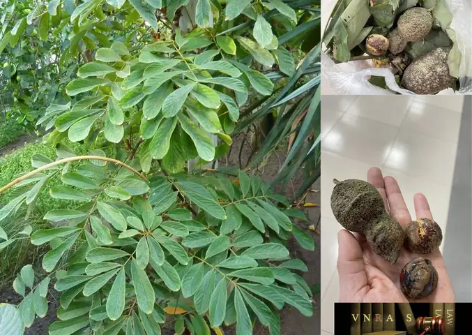 Tác Dụng Lá Thuốc Cá